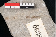Foto (Detailansicht) von Cystoseira communis Unger (NHMW-GEO-2024-0188-6638)